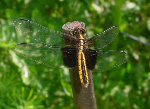 "Widow" dragonfly.