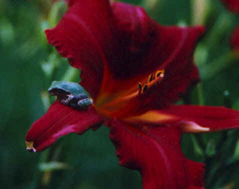 Treefrog on a lily.